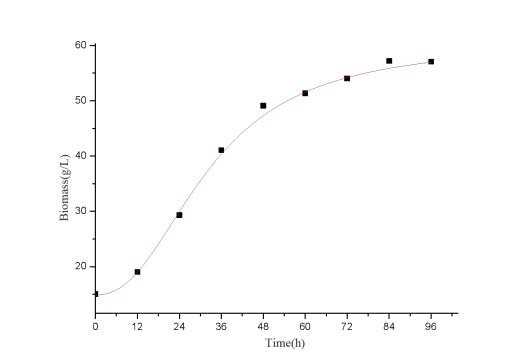 Sample bacteria colony growth over time demonstrates the exponential phase, growth slow down, and population steady-state phases of colony dynamics