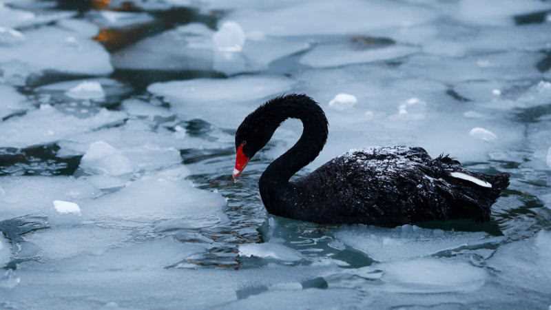 年终回顾:2022年加密市场六大黑天鹅-iNFTnews