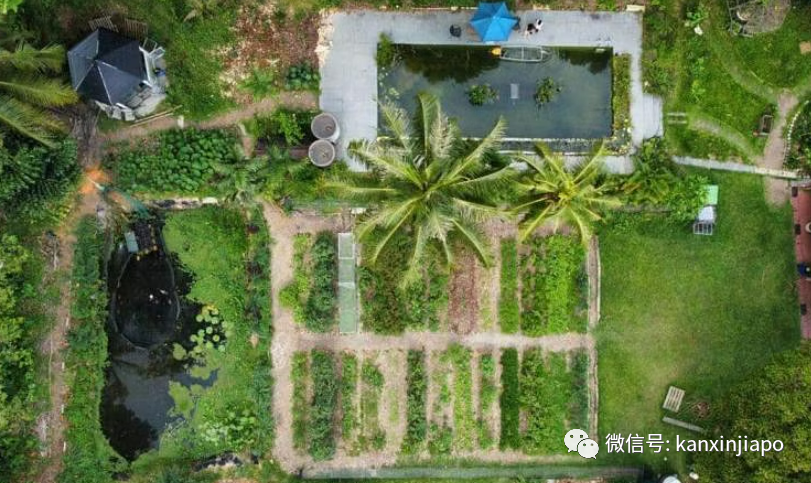 崩盘的三箭资本创始人,他4880万新元的优质洋房被妻子变成了农场