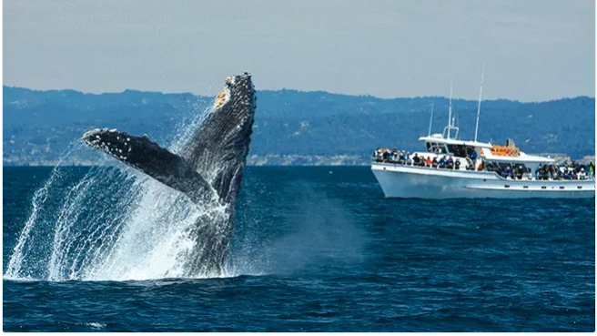 数据解读:将巨鲸动向作为交易信号可靠吗?